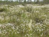 Trichophorum alpinum. Заросли плодоносяцего пухоноса. Ленинградская обл., Сланцевский р-н, северная часть болота Дубоёмский мох. 03.07.2009.