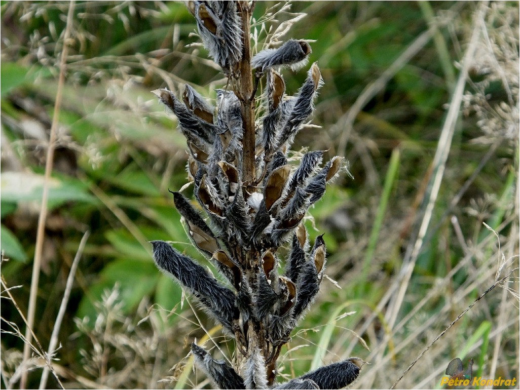 Изображение особи Lupinus polyphyllus.