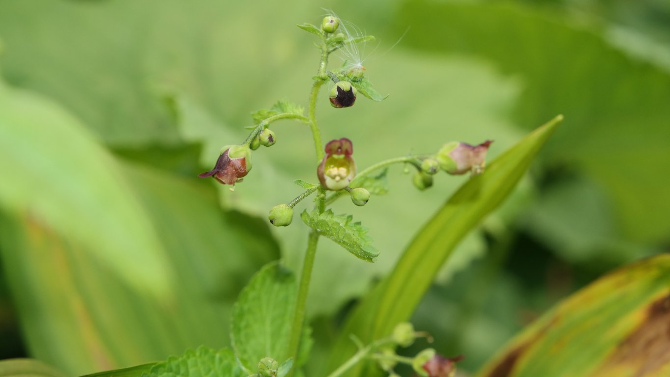 Image of Scrophularia scopolii specimen.