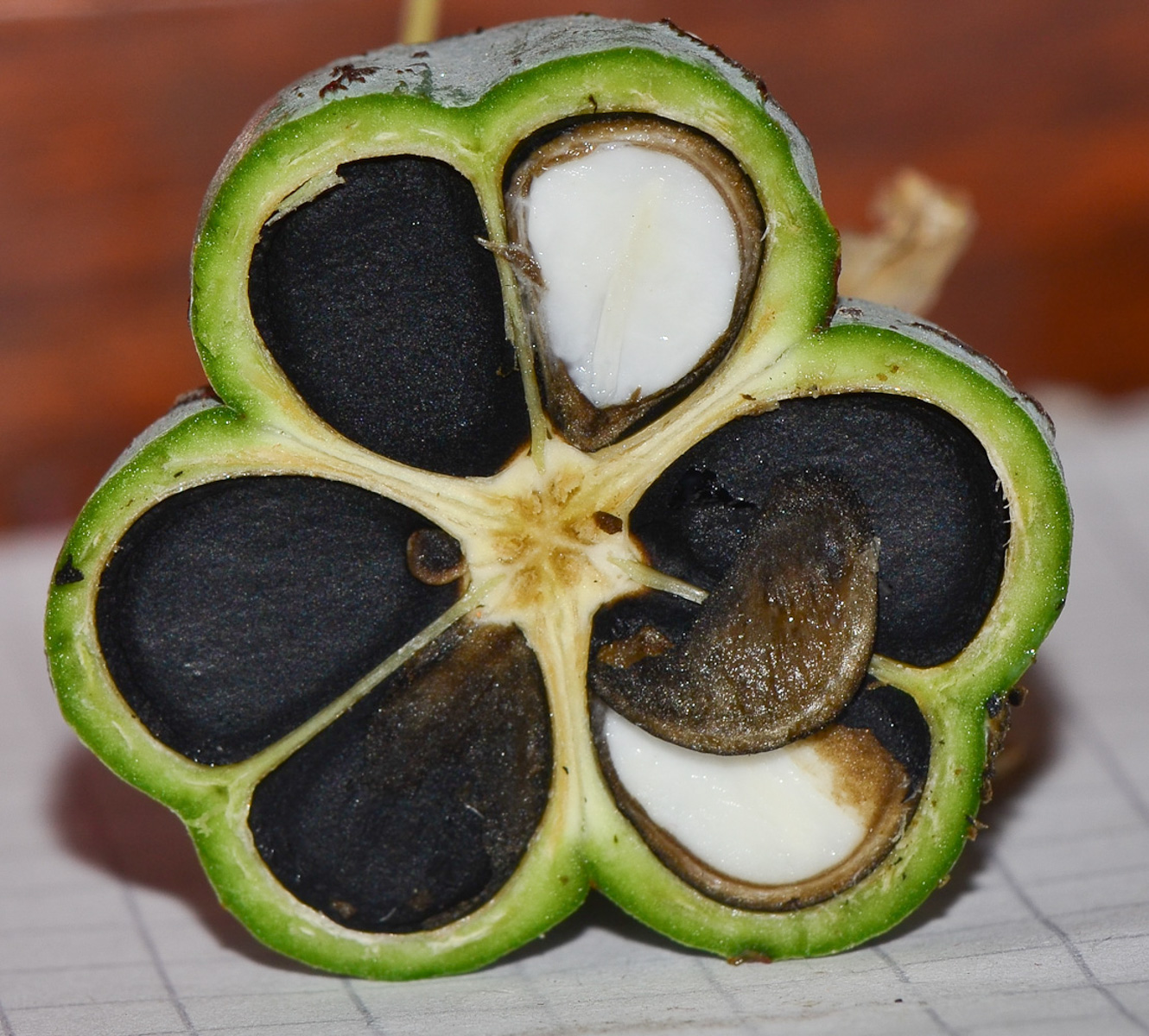 Image of Hesperaloe campanulata specimen.