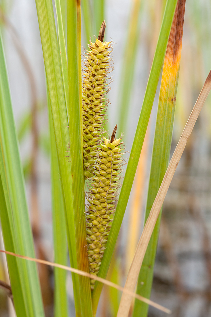 Изображение особи Carex rostrata.