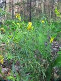 Genista tinctoria. Цветущее растение. Кировская обл., Яранский р-н, окр. с. Лум, край соснового леса вдоль дороги. 23.06.2015.