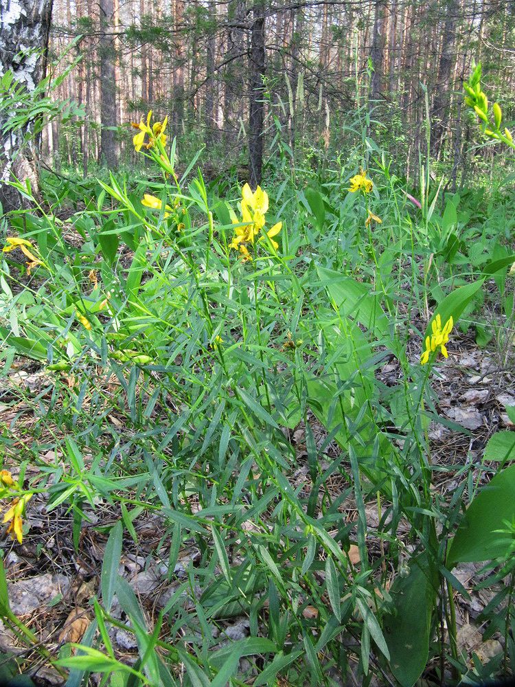 Изображение особи Genista tinctoria.