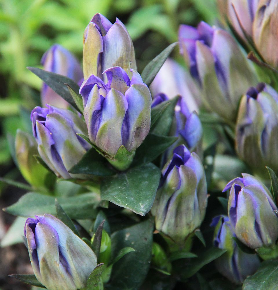 Image of Gentiana scabra specimen.