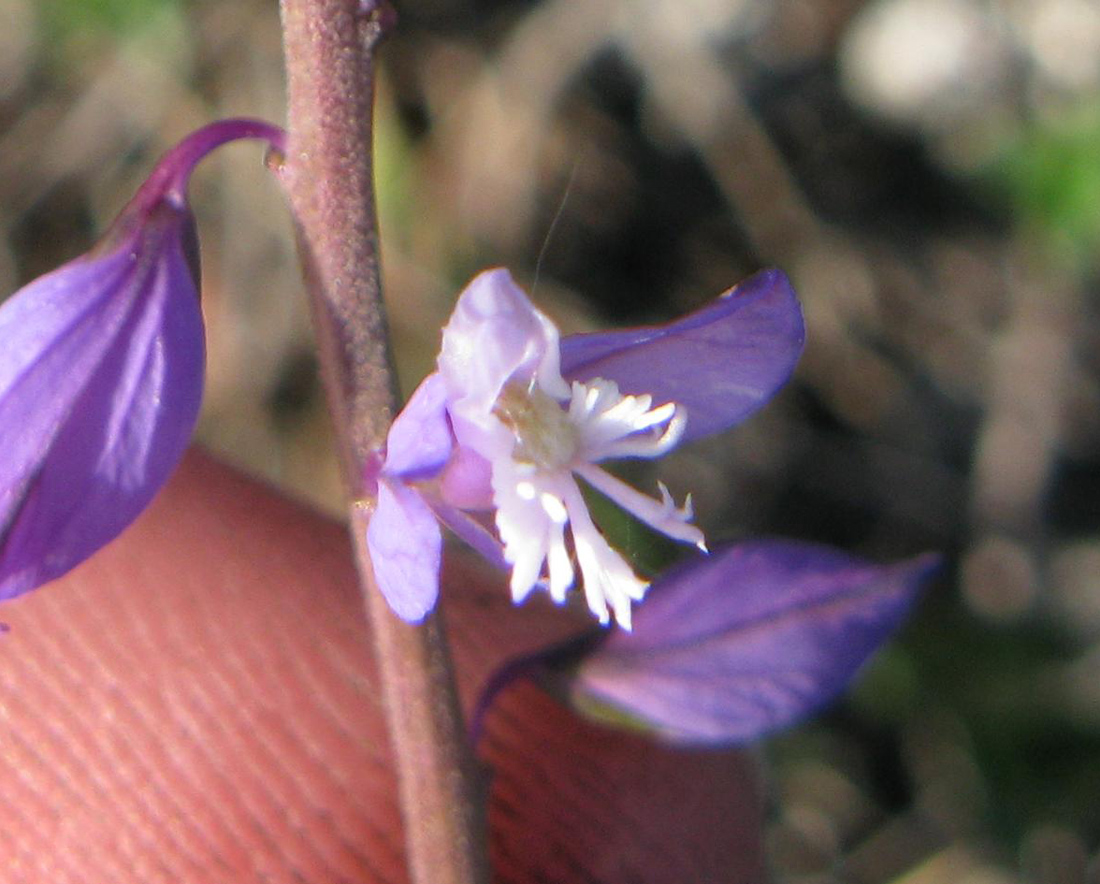 Изображение особи Polygala cretacea.