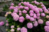 Hydrangea macrophylla. Цветущее растение. Крым, Южный Берег, Партенит, парк ЛОК \"Айвазовское\". 15.06.2014.