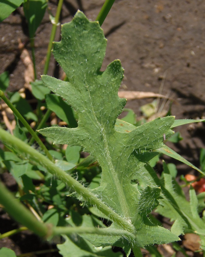 Изображение особи Glaucium corniculatum.