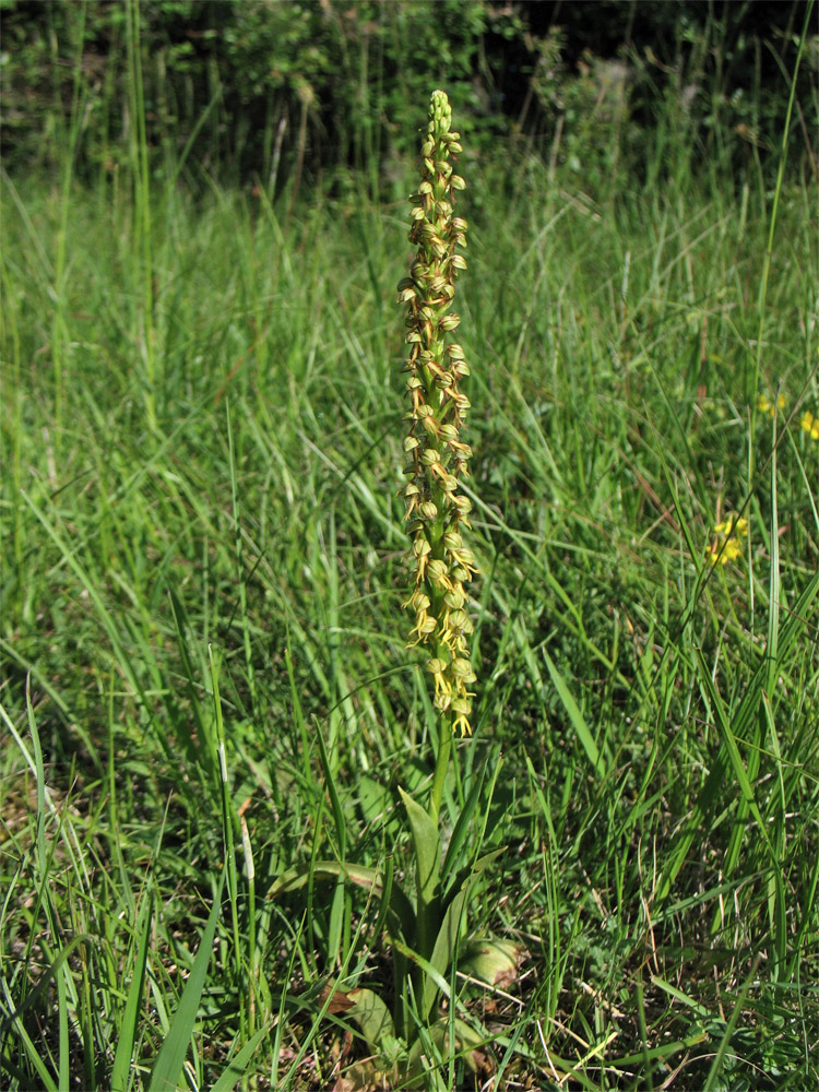 Изображение особи Orchis anthropophora.