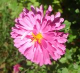 Chrysanthemum indicum