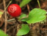 Vaccinium praestans