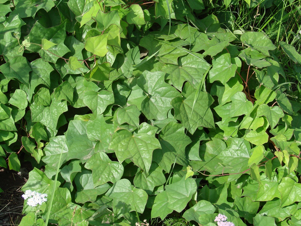 Image of Menispermum dauricum specimen.