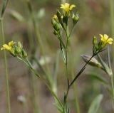 Linum trigynum. Верхушка цветущего растения. Греция, Халкидики, окр. с. Псакудия (Ψακούδια). 14.05.2015.