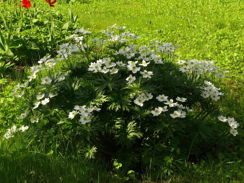 Изображение особи Anemonastrum narcissiflorum.