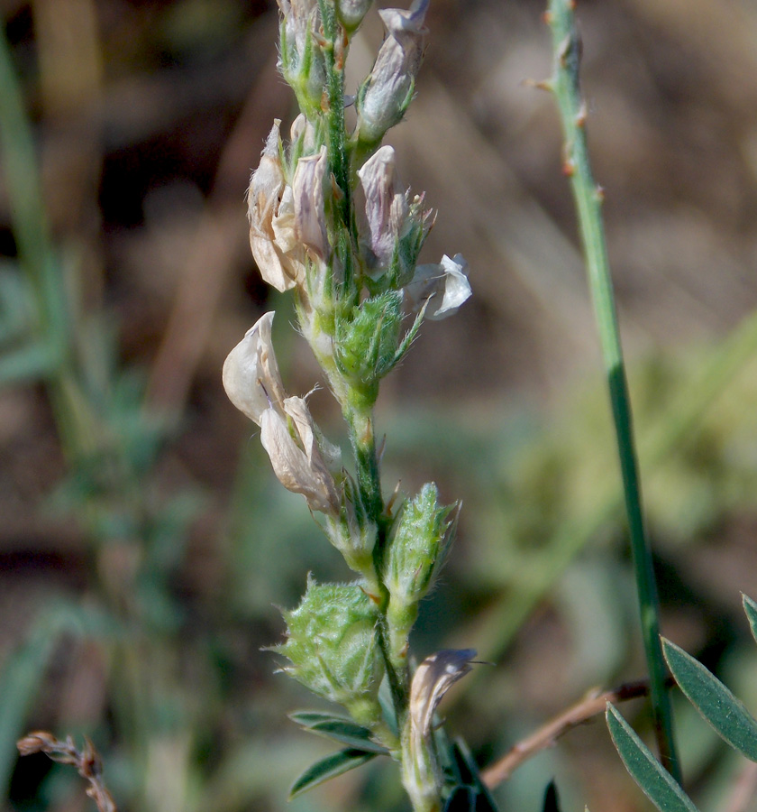 Image of Onobrychis viciifolia specimen.