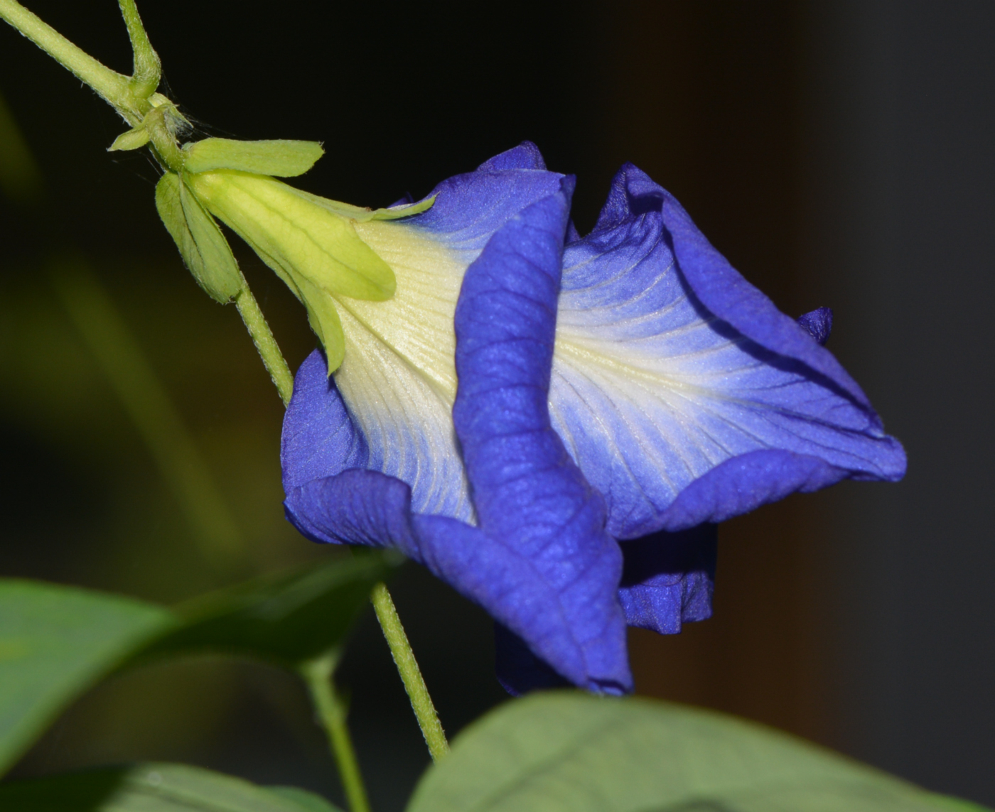 Изображение особи Clitoria ternatea.