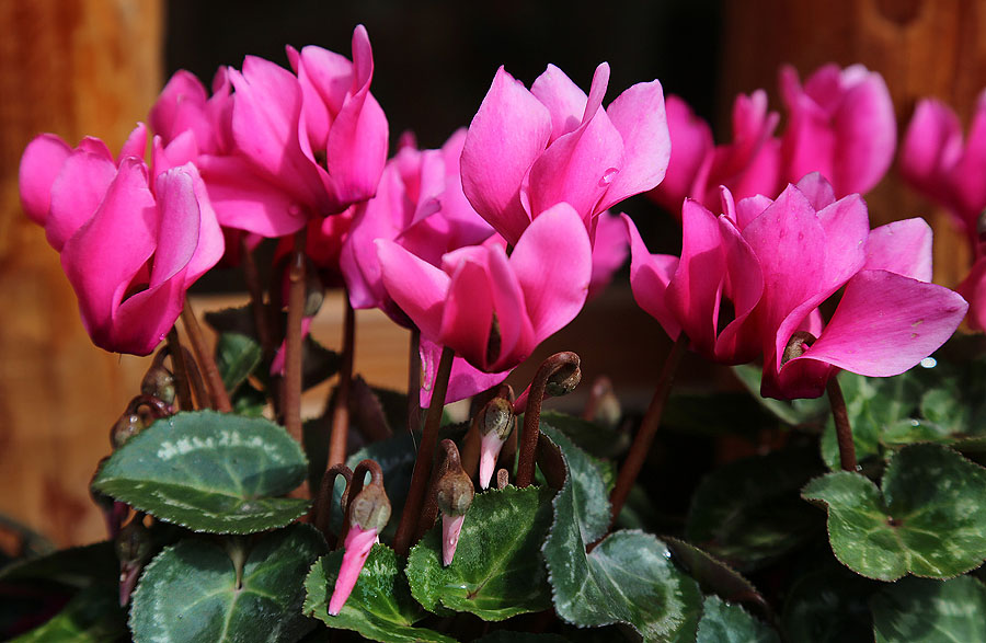 Image of genus Cyclamen specimen.