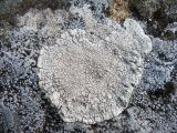 genus Aspicilia. Таллом. Сахалинская обл., о. Шикотан, склон горы Шикотан, горный лес. 14 августа 2011 г.