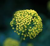 Apiaceae