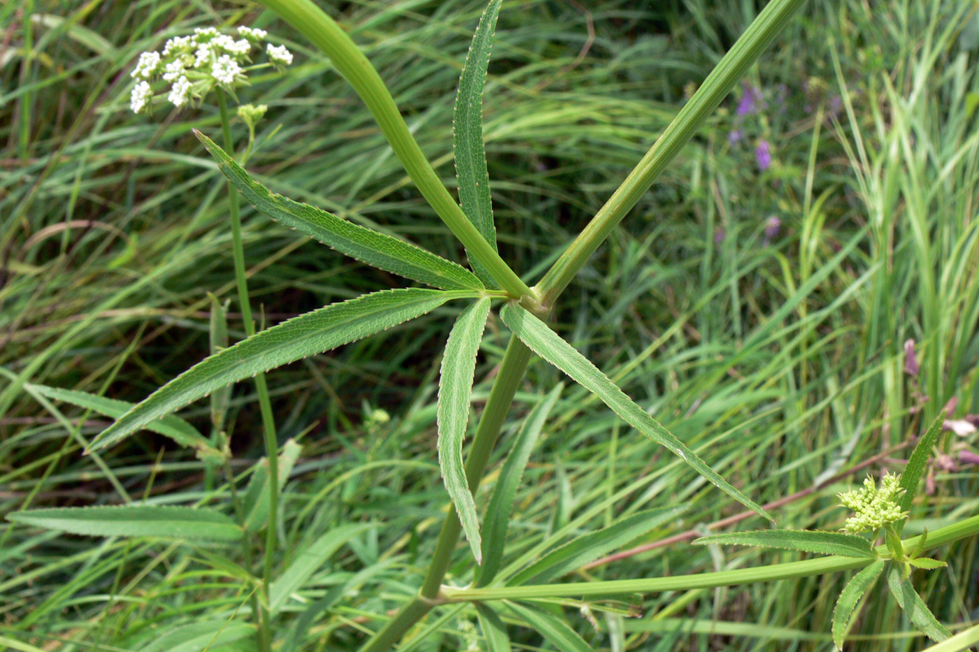 Image of Sium suave specimen.