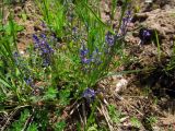 Polygala vaillantii