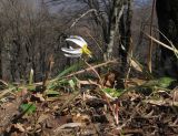 Erythronium caucasicum. Цветущее растение. Краснодарский край, Туапсинский р-н, гора Индюк, буково-каштановый лес на северо-восточном склоне горы, выс. ≈ 800 м н.у.м. 01.04.2017.