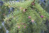 Picea &times; fennica