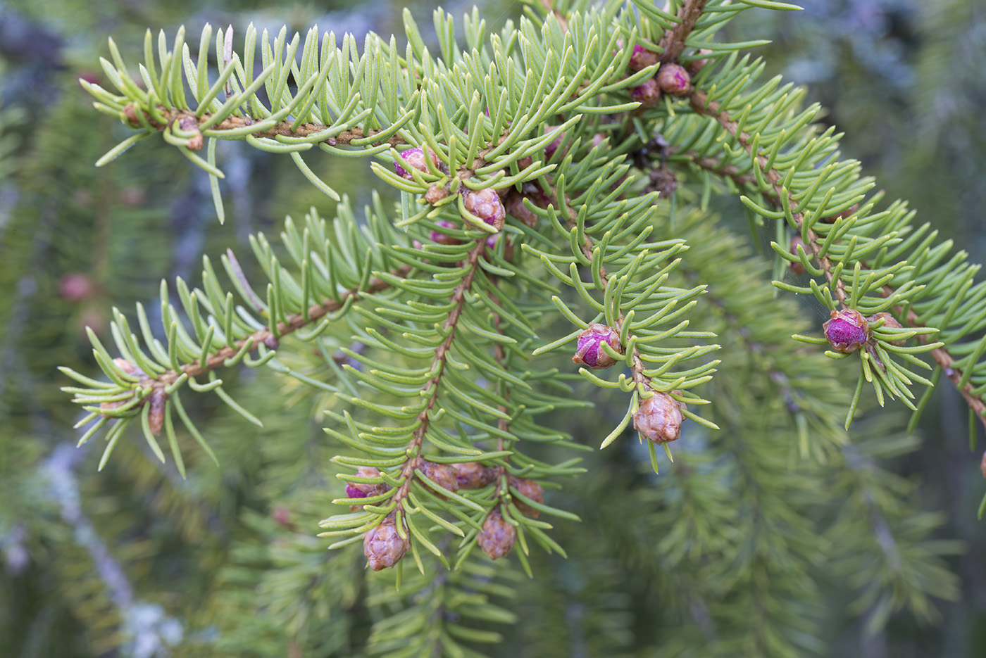 Image of Picea &times; fennica specimen.