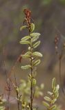 Salix siuzevii