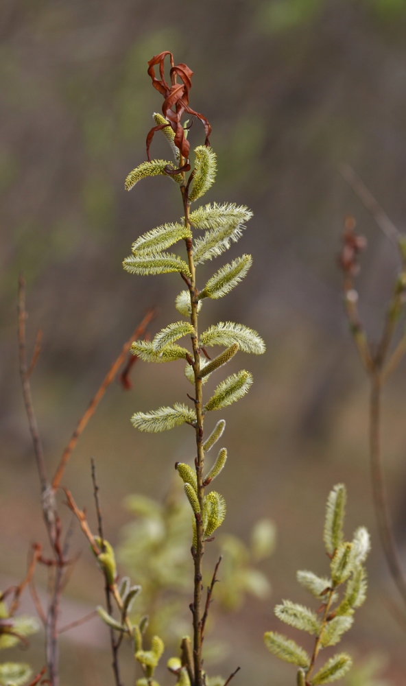 Изображение особи Salix siuzewii.