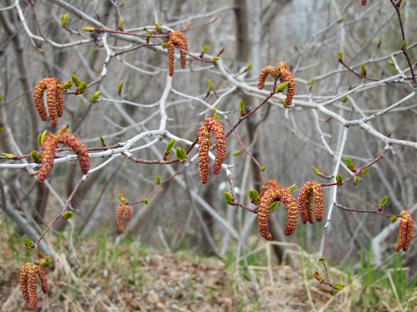 Изображение особи Duschekia fruticosa.