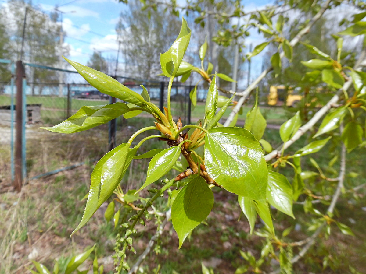 Image of Populus × sibirica specimen.