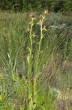 Ophrys mammosa. Цветущее растение. Крым, окр. Судака, долина р. Ворон, гора Плакья, остепнённая терраса. 18 мая 2017 г.