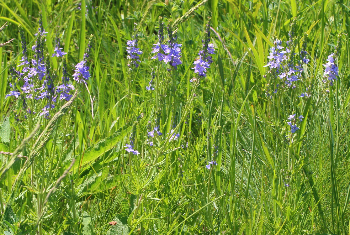 Image of Veronica multifida specimen.