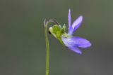 Image of taxon representative. Author is Радик Кутушев