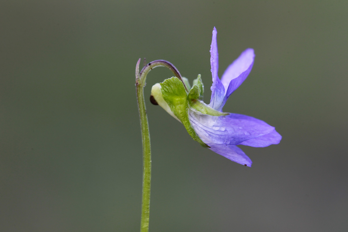 Image of Viola canina specimen.