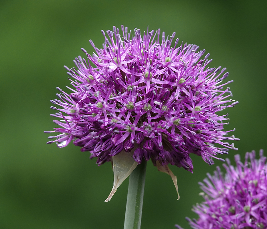 Image of genus Allium specimen.