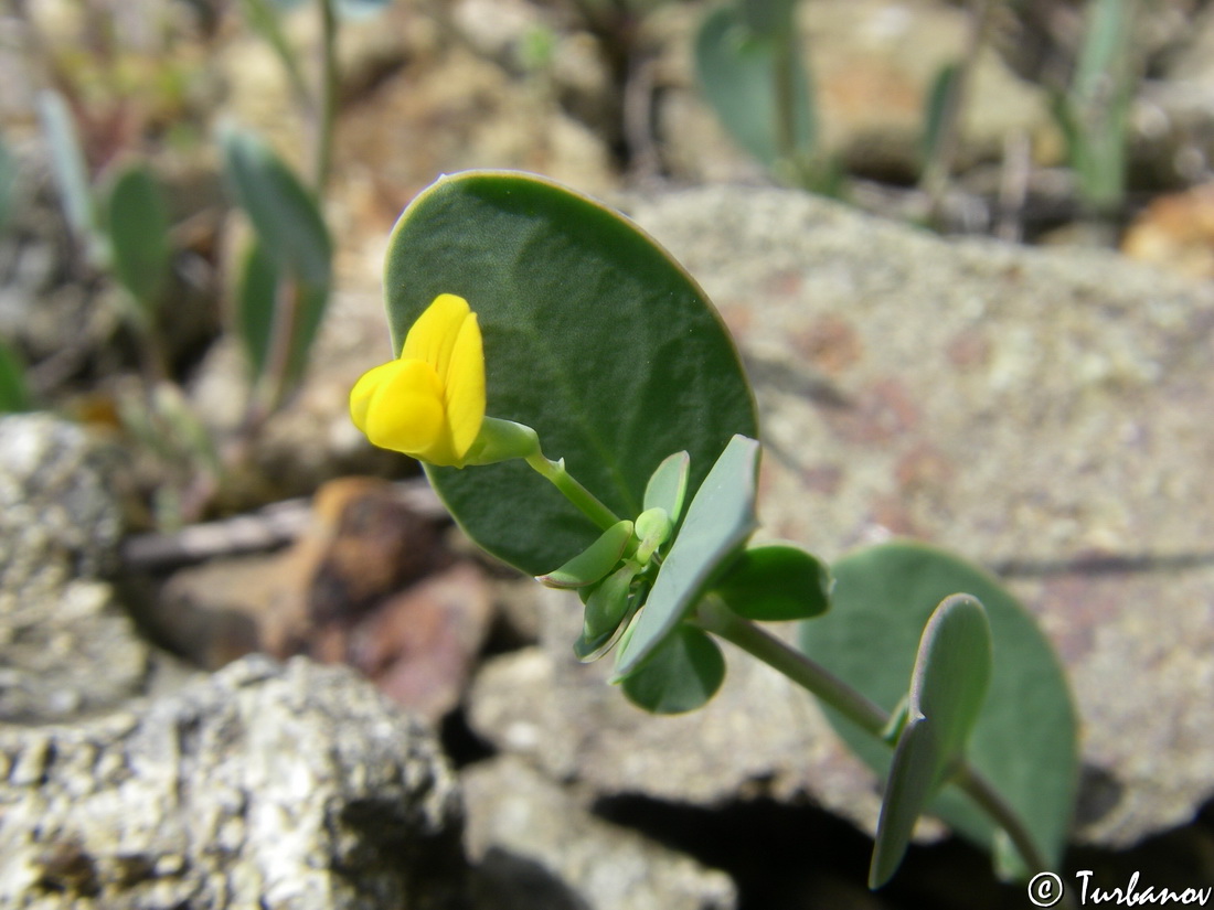 Изображение особи Coronilla scorpioides.