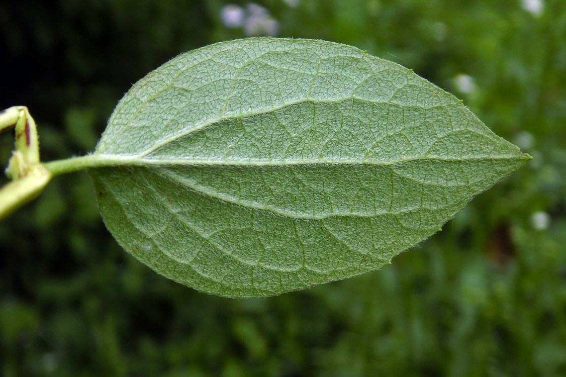 Image of Philadelphus caucasicus specimen.