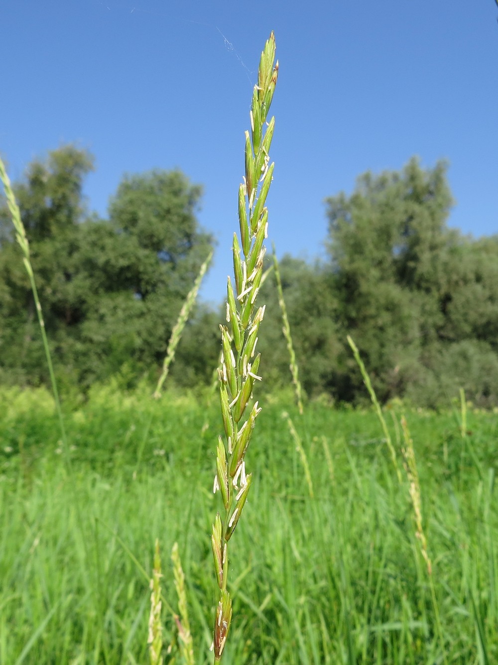 Image of Elytrigia repens specimen.