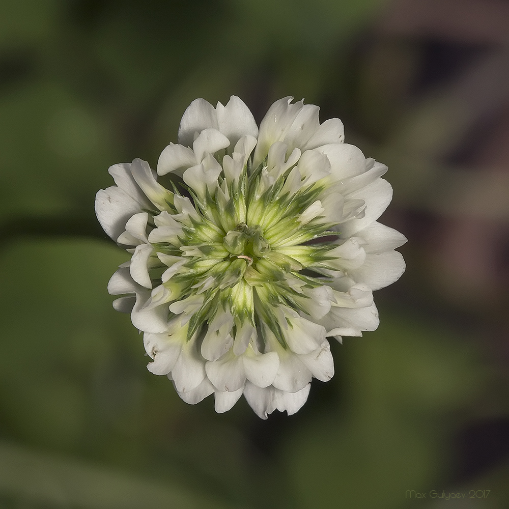 Image of Trifolium repens specimen.