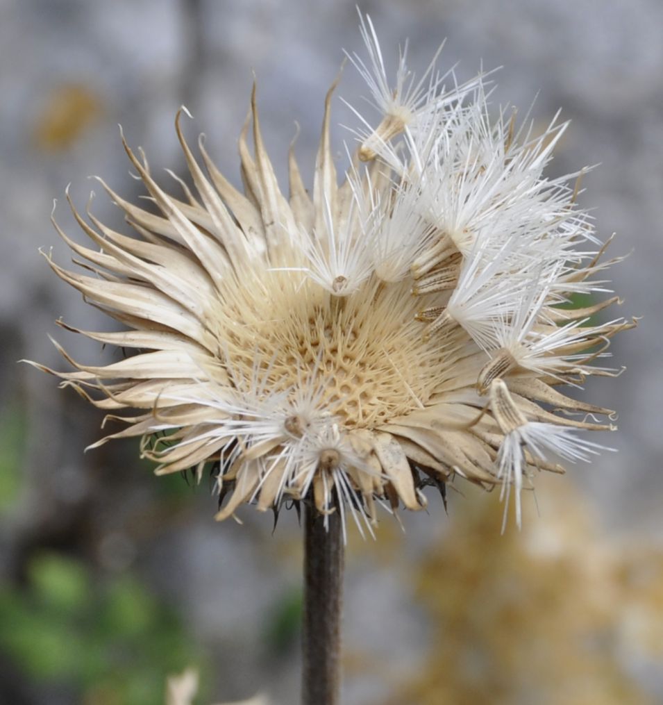 Image of Jurinea mollis specimen.