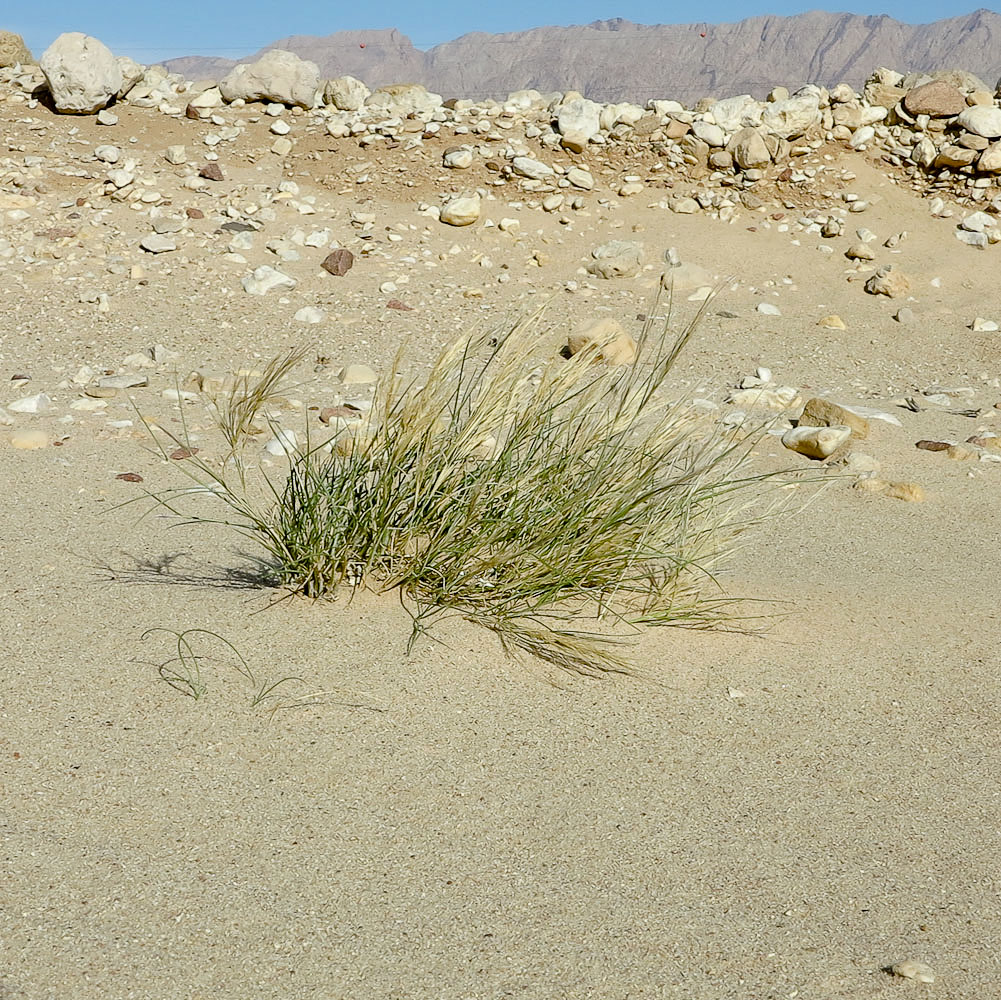 Image of Stipagrostis plumosa specimen.