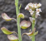 Aethionema подвид graecum