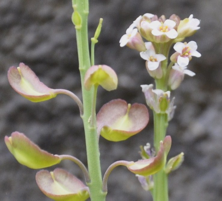 Изображение особи Aethionema saxatile ssp. graecum.