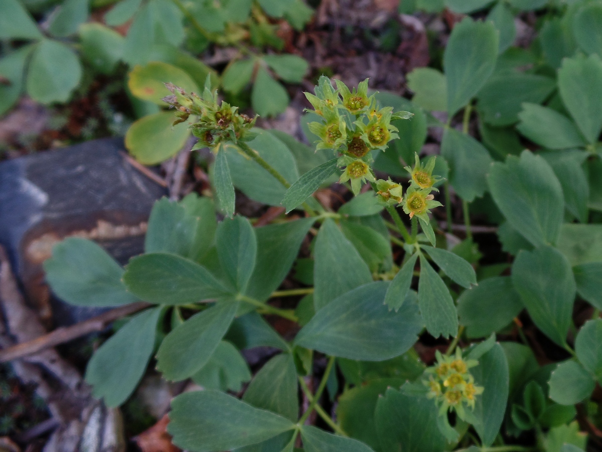 Изображение особи Sibbaldia procumbens.