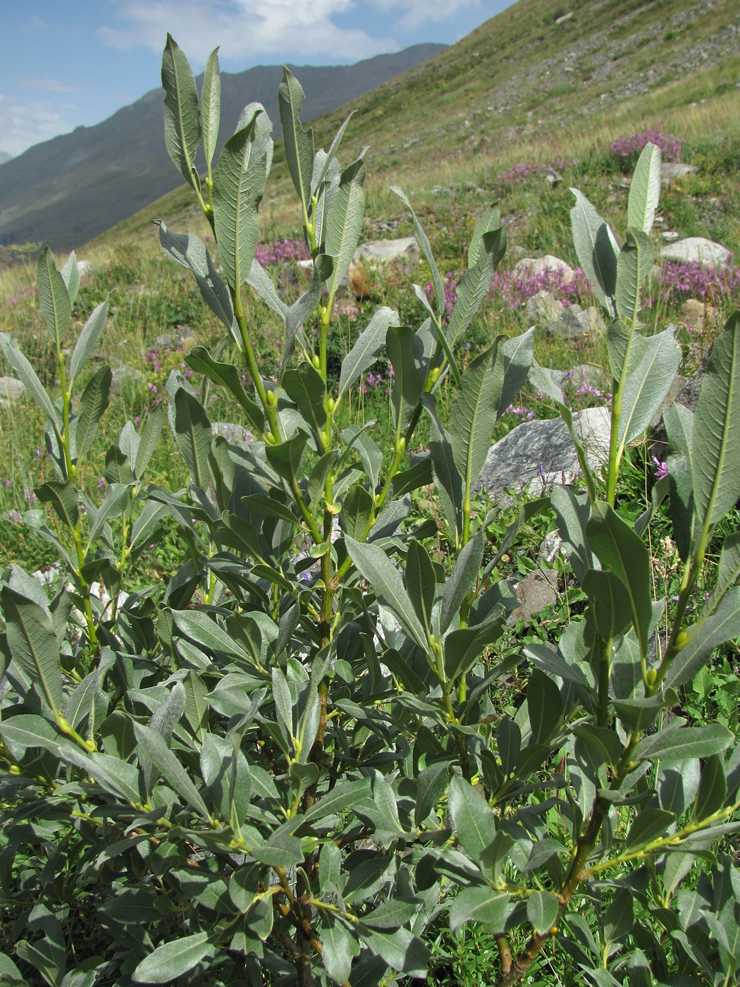 Изображение особи Salix pantosericea.