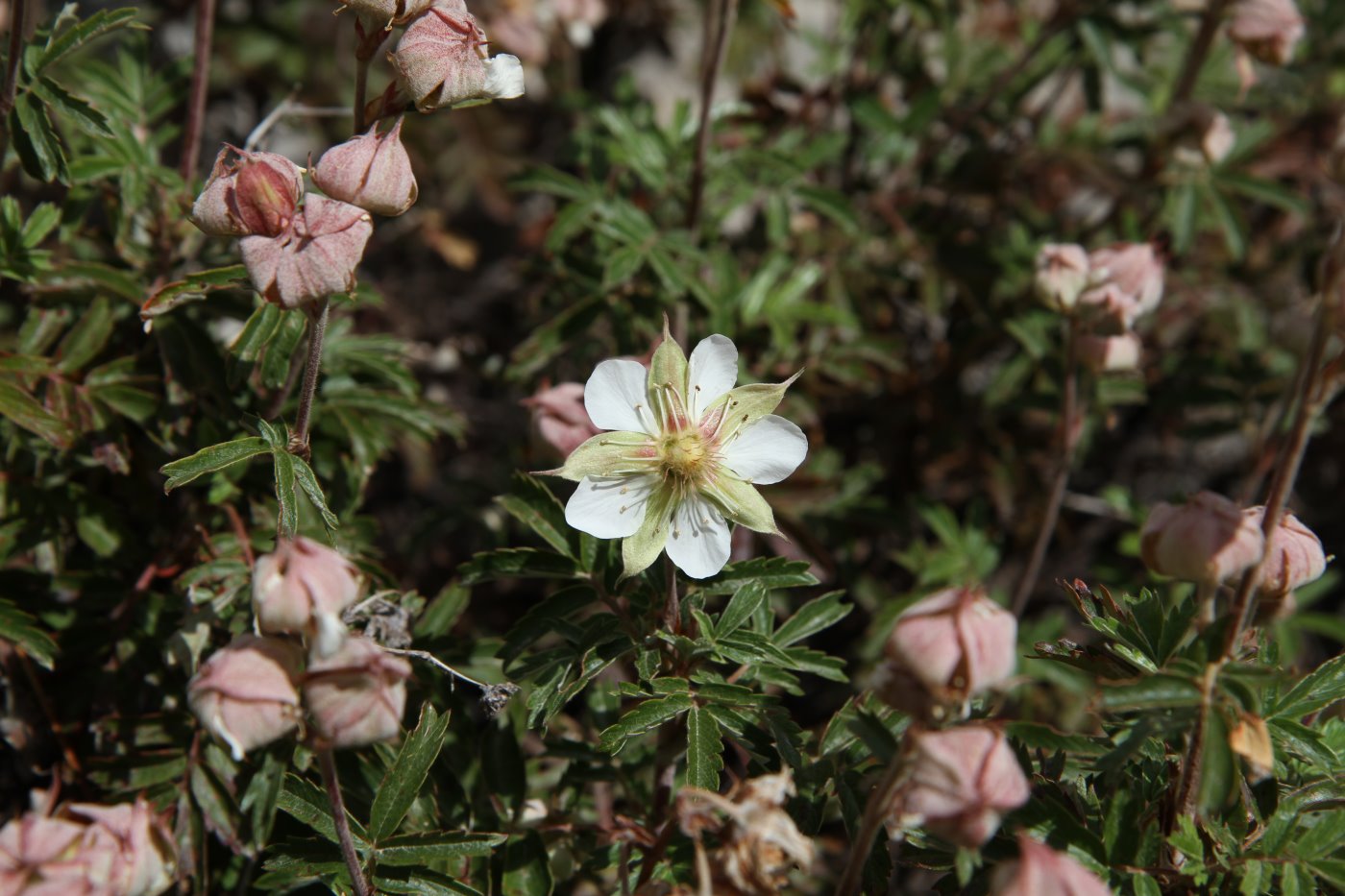 Изображение особи Farinopsis salesoviana.