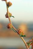 Atriplex ornata. Часть соцветия. Узбекистан, г. Ташкент; остатки исторического памятника \"Актепа Чиланзарский\", оплывший лёссовый холм. 09.09.2017.