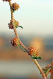 Atriplex ornata