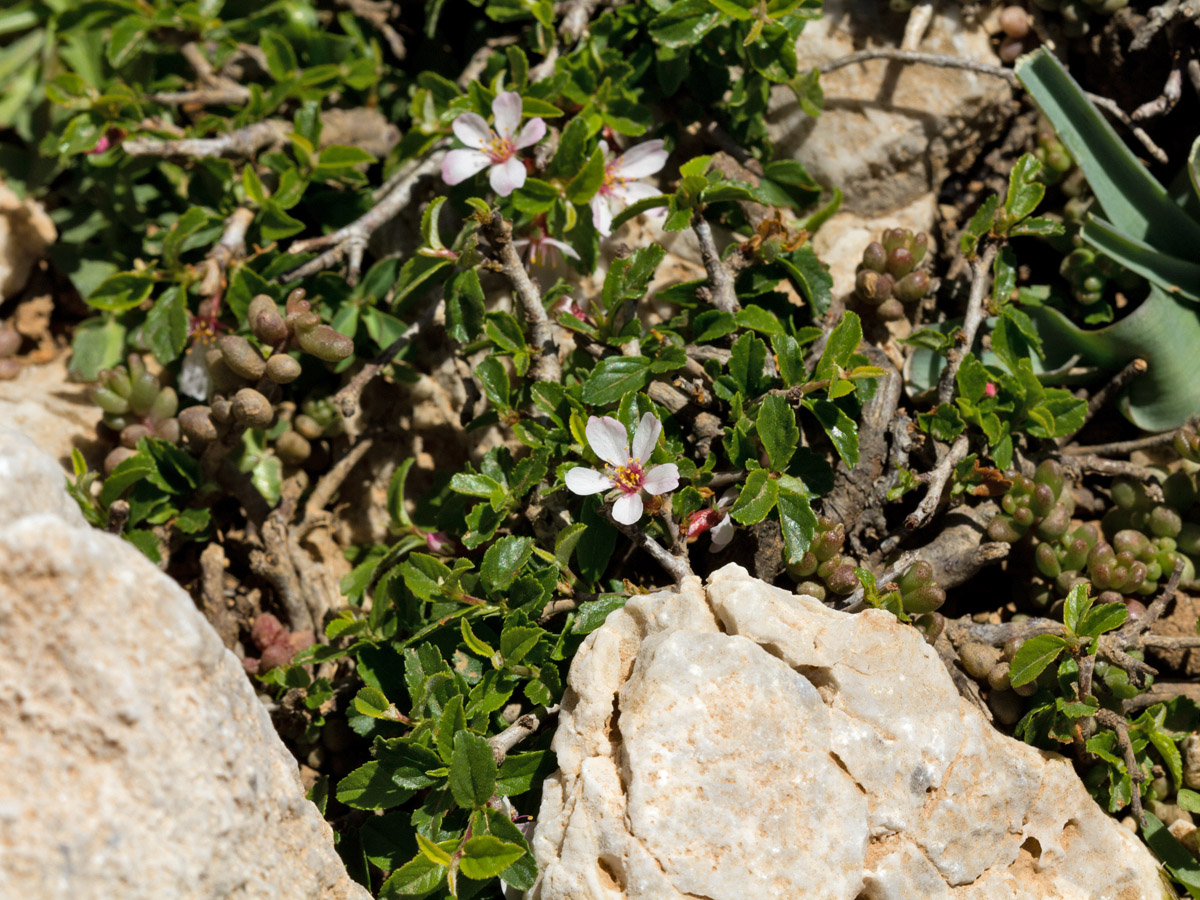 Image of Cerasus prostrata specimen.